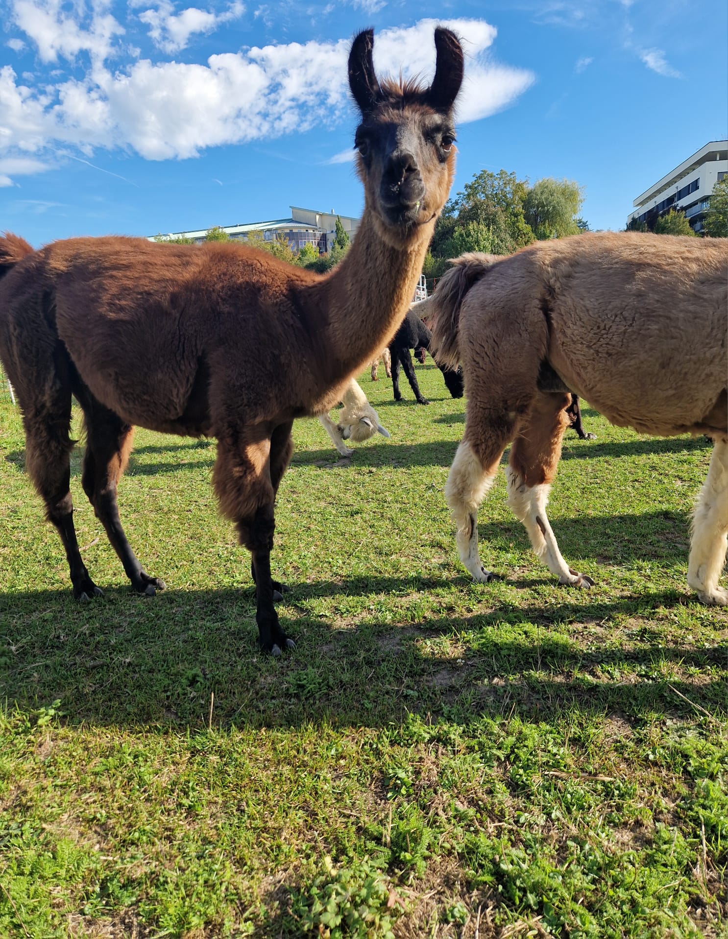 alpakas klnt1 hochkant