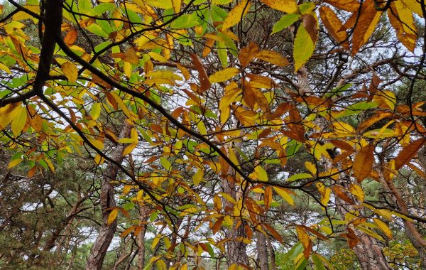 kastanienbäume herbst mkquerformat