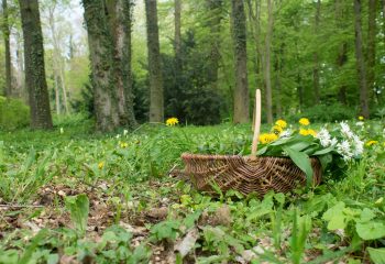 wild herbs / basket with collected wild herbs in the forest