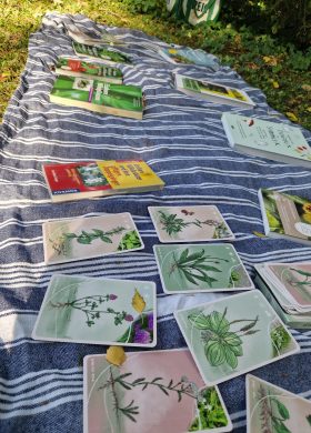 kräuterwissen bücher auf decke