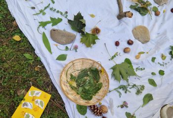 waldmandala vogelperspektive