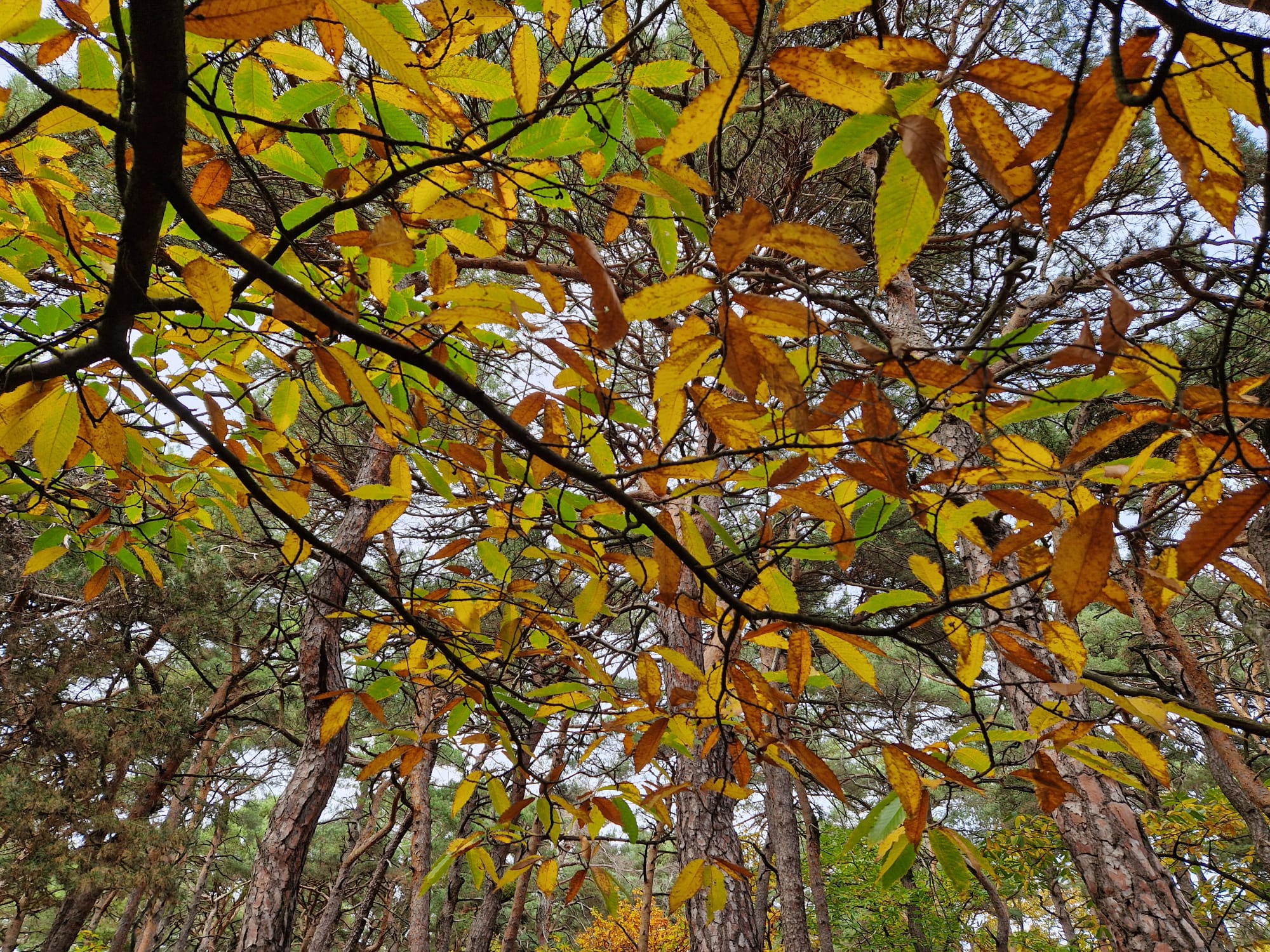 kastanienbäume herbst mkquerformat