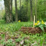 Wildkräutertour XY wild herbs / basket with collected wild herbs in the forest