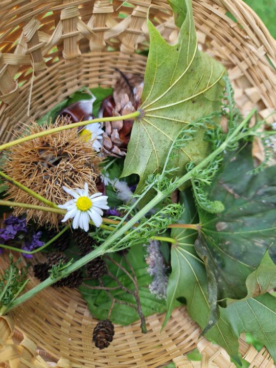 kräuterkorb großaufnahme klnt1 mk