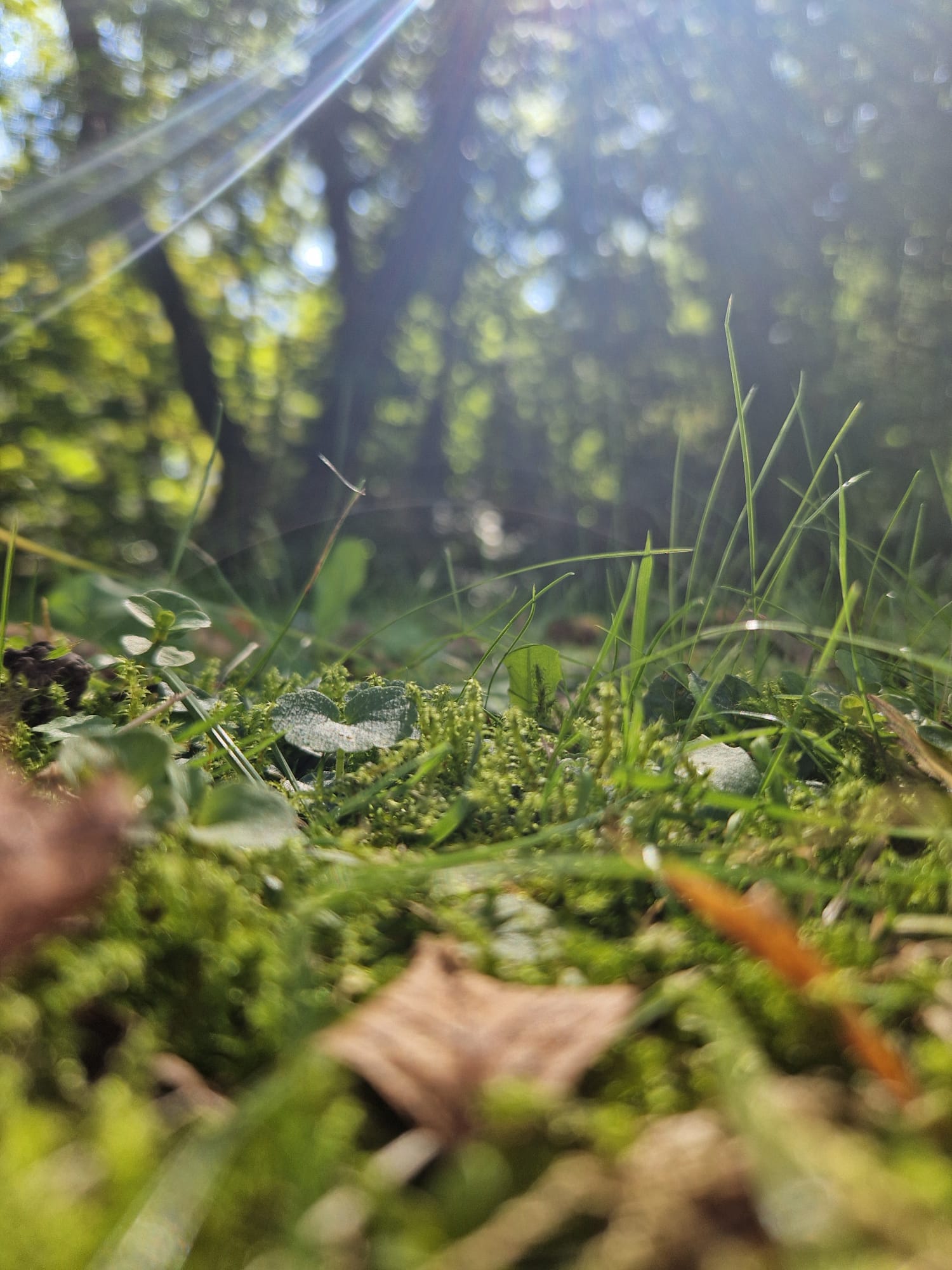 wiese sonnenstrahlen klnt1 mk