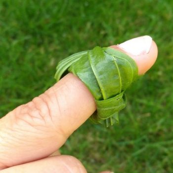Spitzwegerichblatt wie ein Verband um einen Finger gewickelt