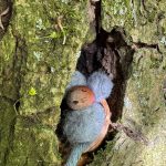 waldmaus
