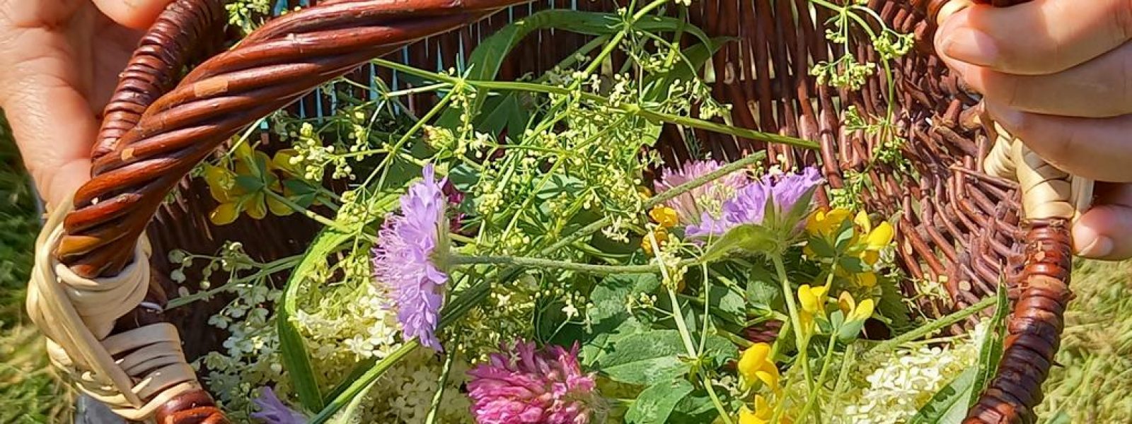 Wildkräuter-Sammelkorb