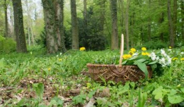 wild herbs / basket with collected wild herbs in the forest