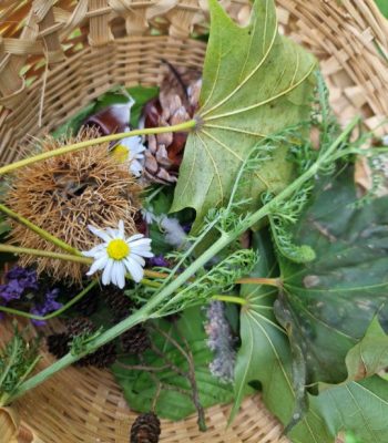 kräuterkorb großaufnahme klnt1 mk